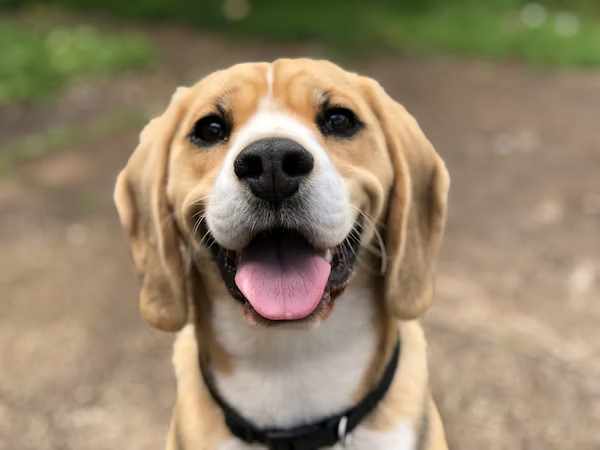 Collars and leads for everyday walks