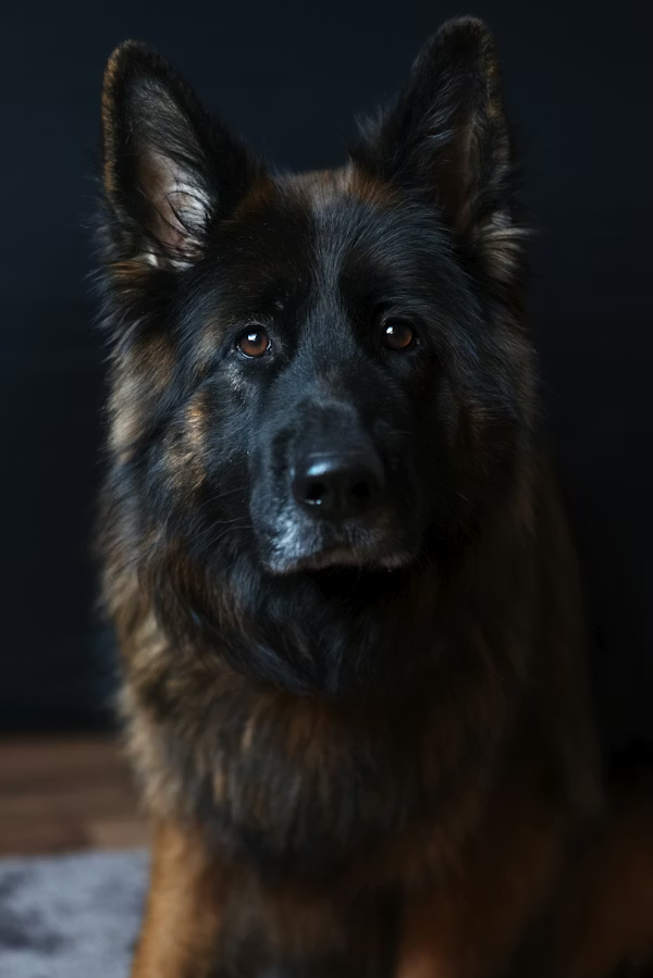Dog clothing and accessories